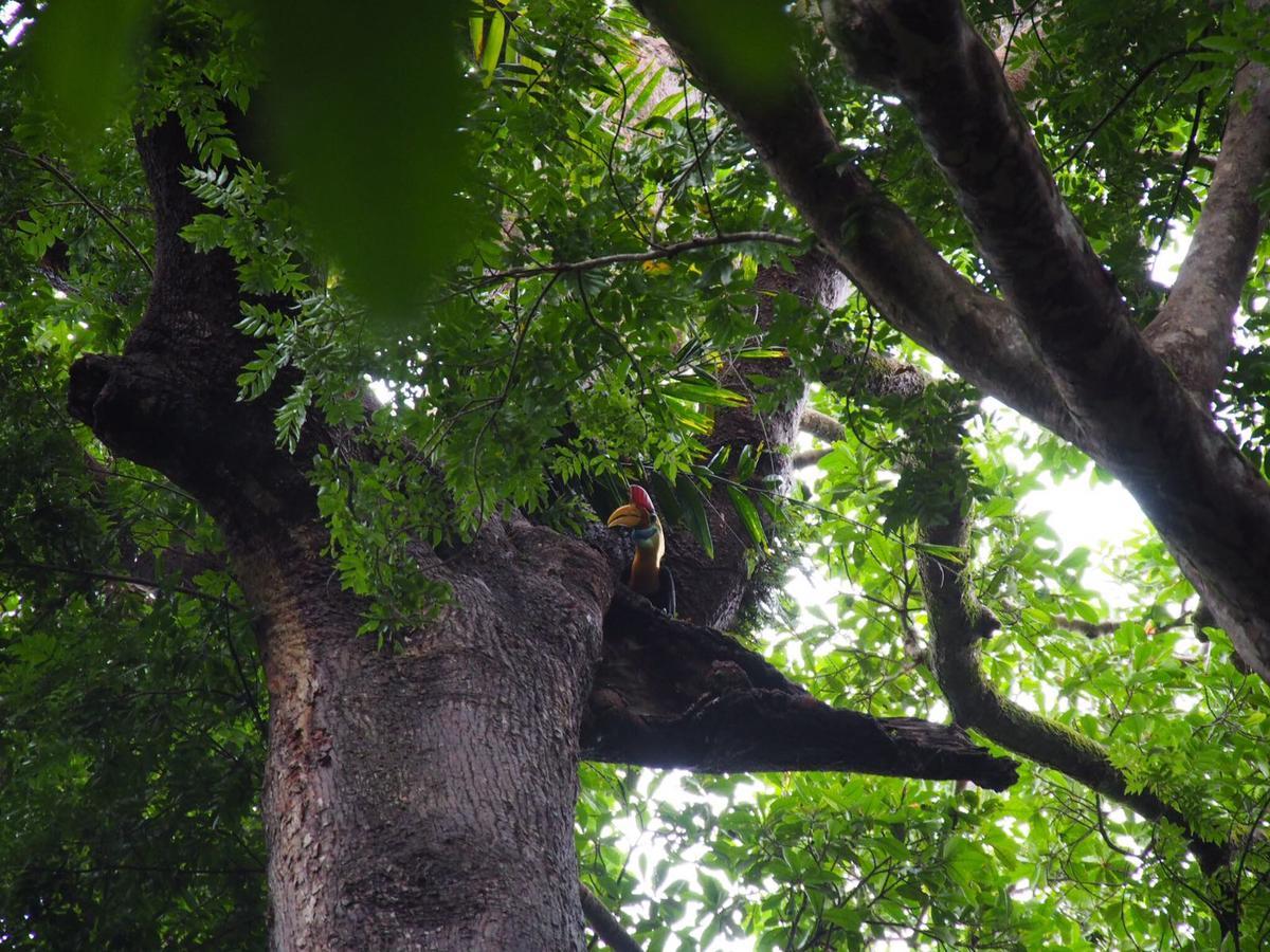 Renny'S Tangkoko Safety Stop Bitung Екстер'єр фото